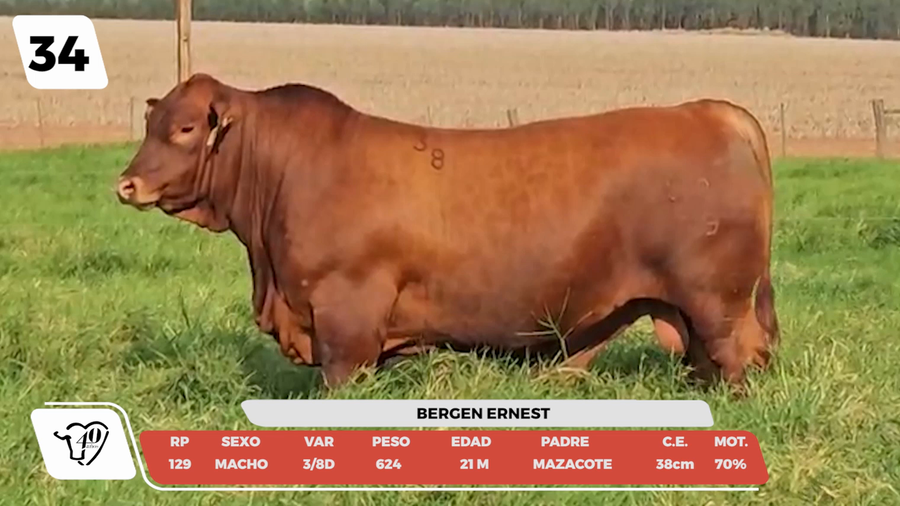 Lote LOTE 34 -DE CAMPO