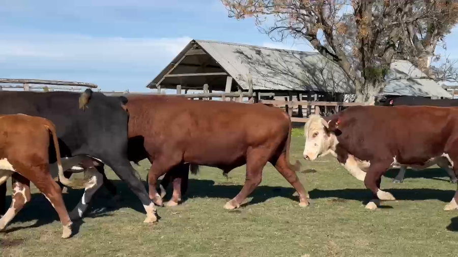 Lote 18 Toros en Corrientes, Paso de Los Libres