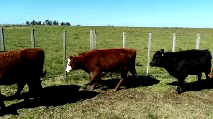 Lote (Vendido)5 Terneras ANGUS/ HEREFORD a remate en PANTALLA FEDERICO GARLAND 165kg -  en MONZON