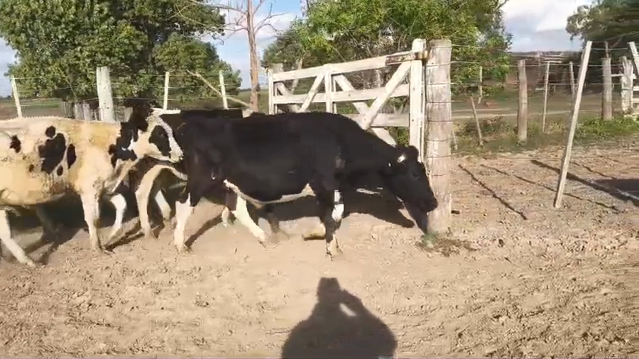 Lote 20 Novillitos