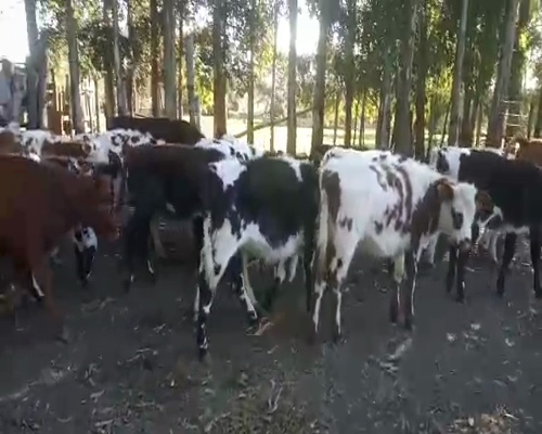 Lote 20 Terneras 180kg - , San José
