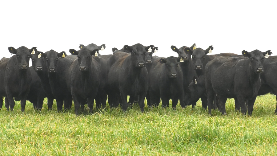 Lote VACAS ANGUS NEGRAS MAS C/GTÍA DE PREÑEZ