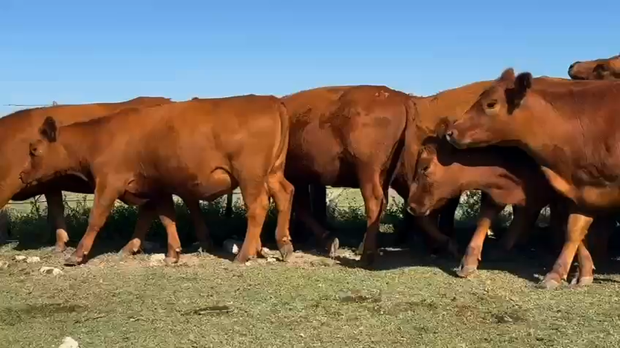 Lote 35 Vaquillonas C/ gtia de preñez