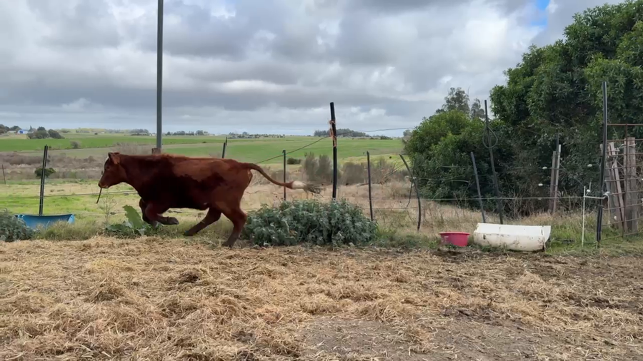 Lote NOVILLOS 1 a 2 AÑOS