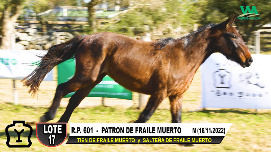 Lote PATRON DE FRAILE MUERTO