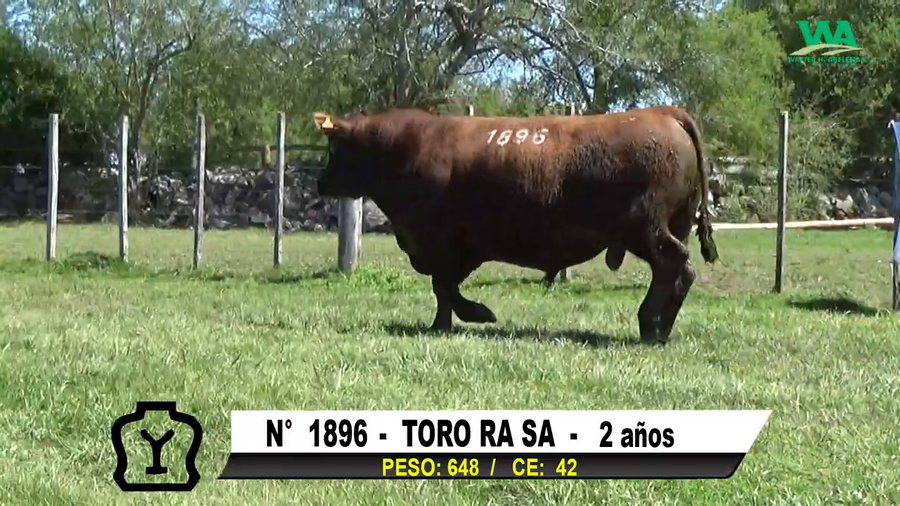 Lote TORO Nº 1896