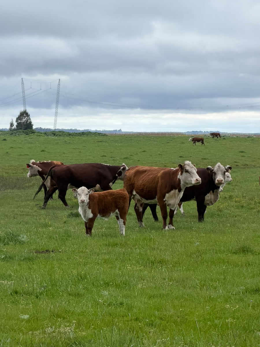 Lote 40 Vacas con Cría