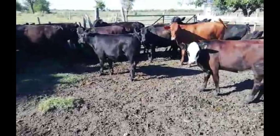 Lote 27 Terneros/as en Villaguay, Entre Ríos