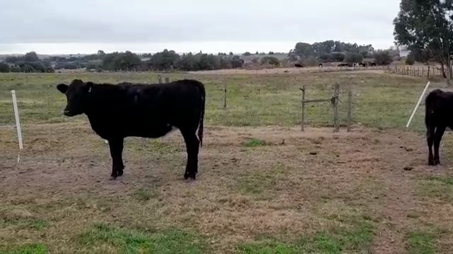 Lote (Vendido)2 Terneras Holando AA/ HO a remate en PANTALLA GARLAND 250kg -  en CUFRE