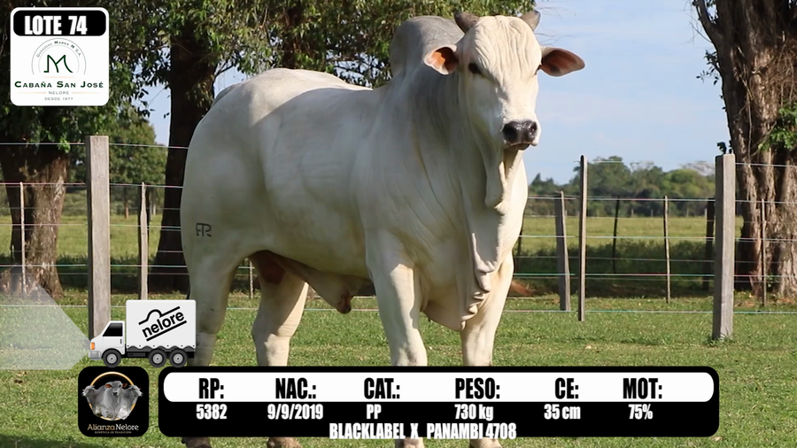 Lote LOTE  74  RP 5382