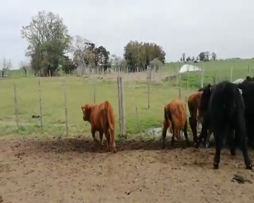 Lote 14 Terneros en Florida