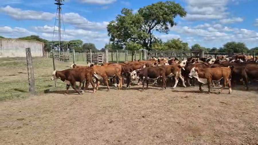 Lote 160 Terneros en Corrientes, Curuzu Cuatia