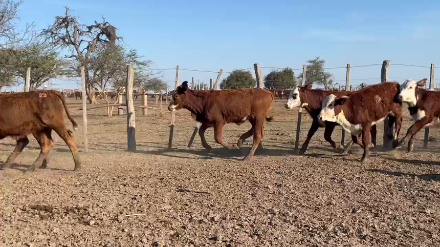Lote 80 Terneras en Corrientes, Monte Caseros