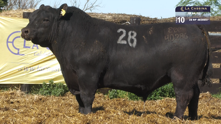 Lote TOROS ANGUS PURO CONTROLADO