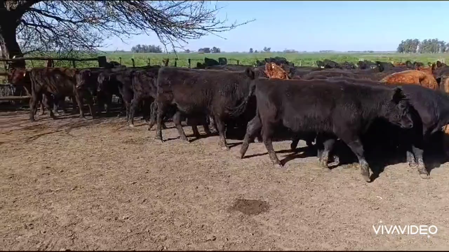 Lote 60 Terneras