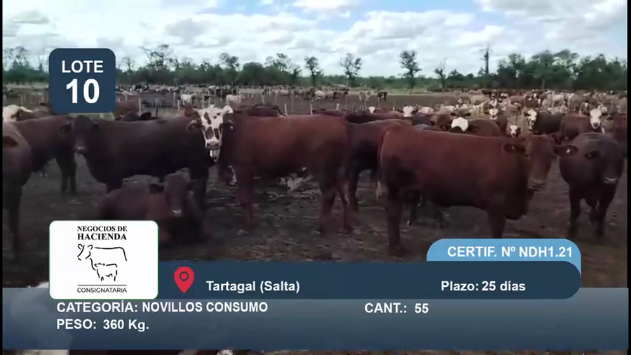 Lote 55 Novillo Consumo en Salta, Tartagal