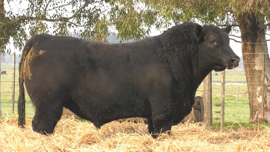 Lote TOROS PUROS DE PEDIGREE