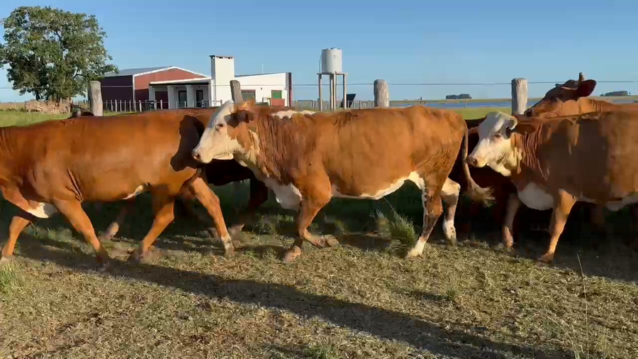 Lote 46 Vacas nuevas C/ gtia de preñez en Corrientes, Yataití Calle