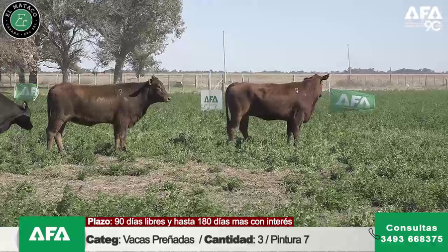 Lote """EL MATACO"" VACAS PREÑADAS