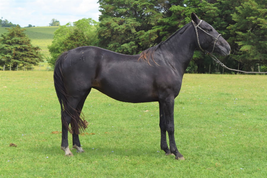 Lote RP 104 -  MIMI TURENA