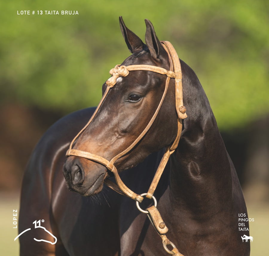 Lote TAITA BRUJA - T/E (DOLFINA EL MESSI - ESCRIBA ADIVINA)