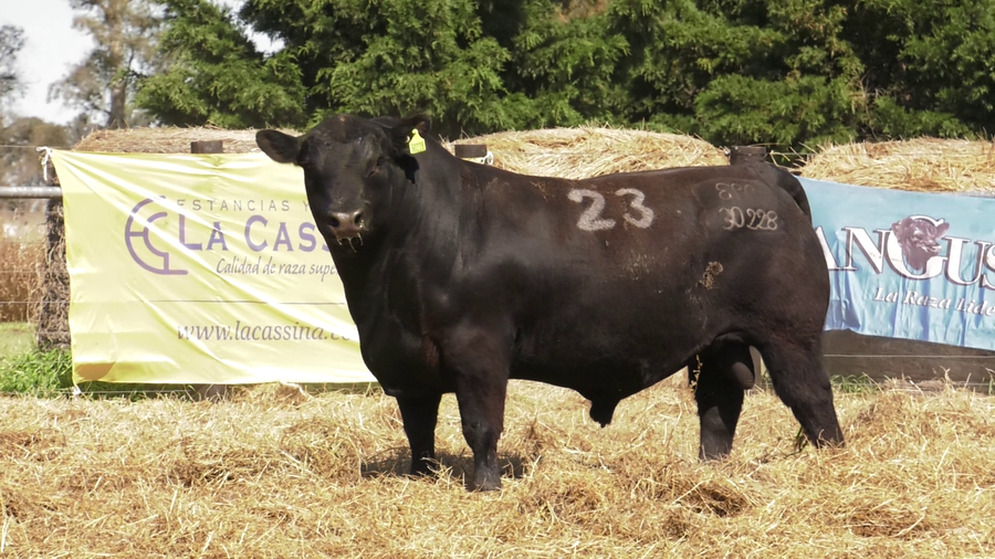 Lote TOROS ANGUS PURO CONTROLADO