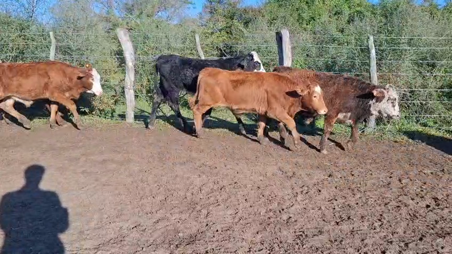 Lote 72 Terneros/as en Corrientes, Mercedes