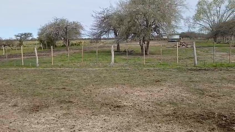 Lote 65 Terneros/as