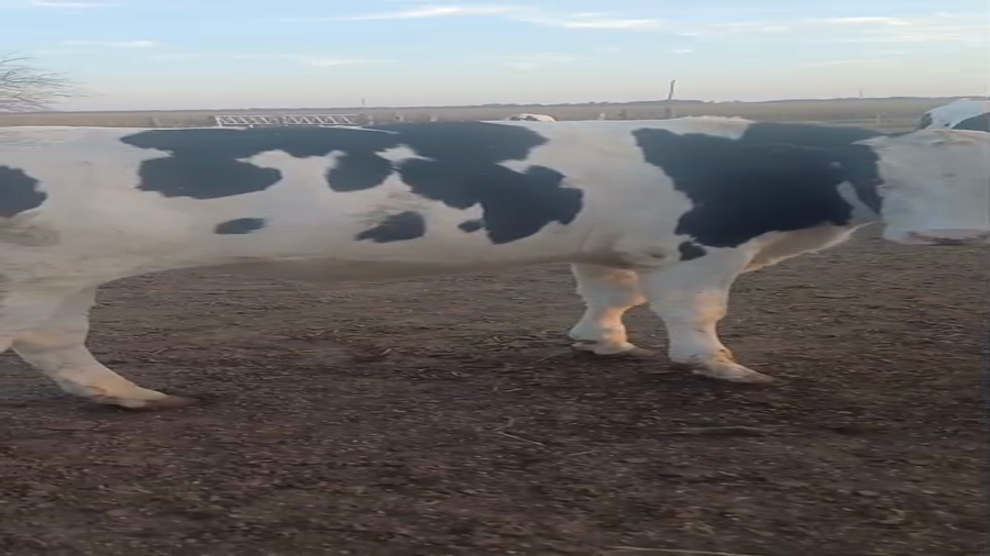 Lote 36 Novillo Consumo en Córdoba, Los Chañaritos (C.E)