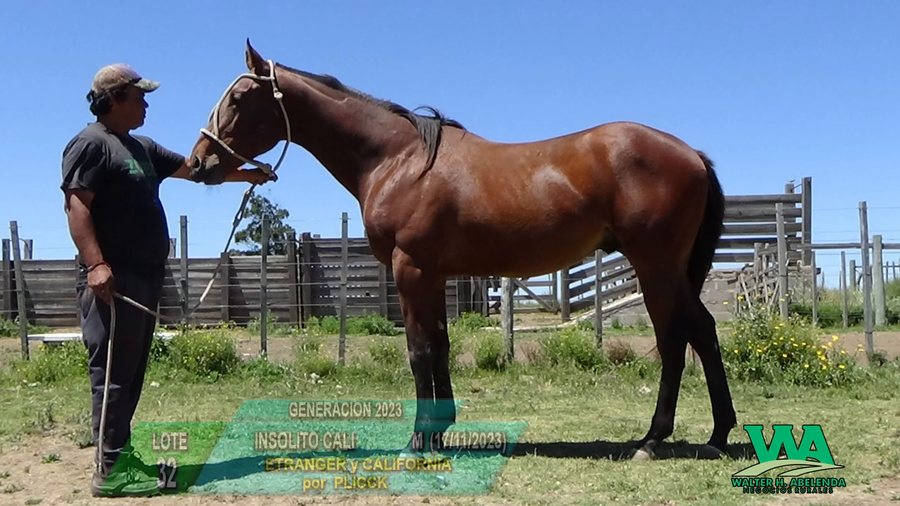 Lote INSOLITO CALI