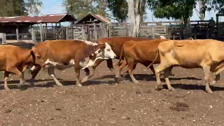 Lote 70 Vacas de invernar en Corrientes, Paso de Los Libres