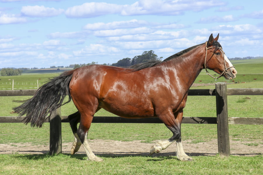 Lote CACHIMBA DE LOS CARDOS