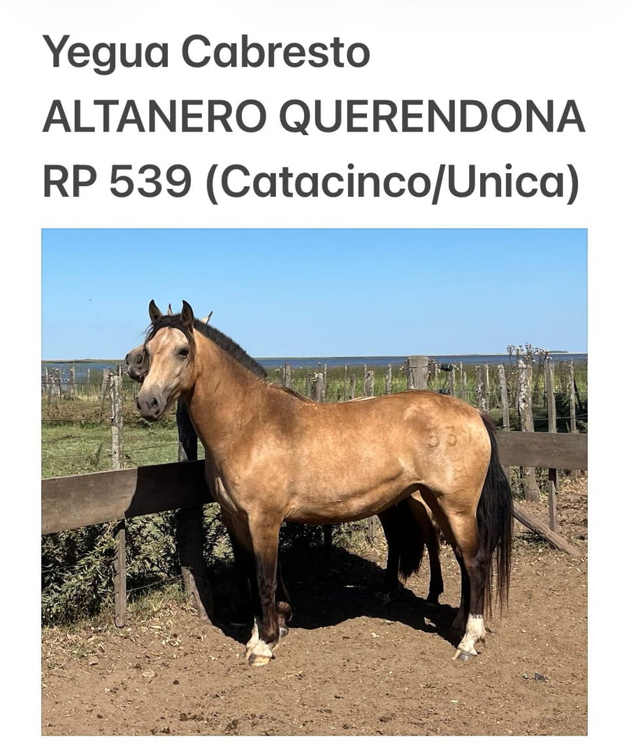 Lote ALTANERO QUERENDONA. RP 539