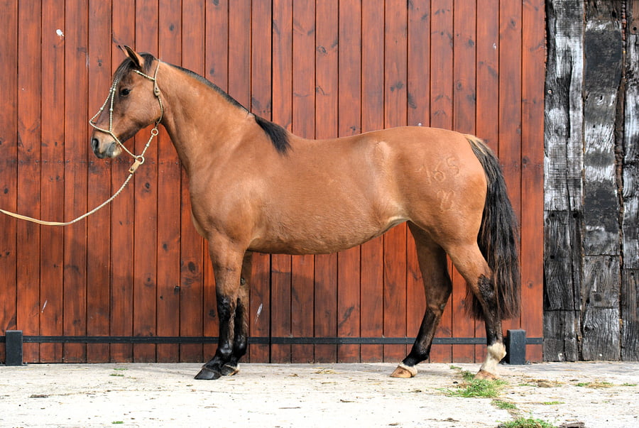 Lote TRAICO QUERENDONA