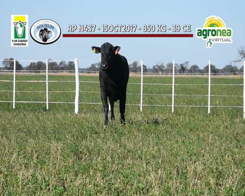 Lote TOROS BRANGUS "DON FELIPE"