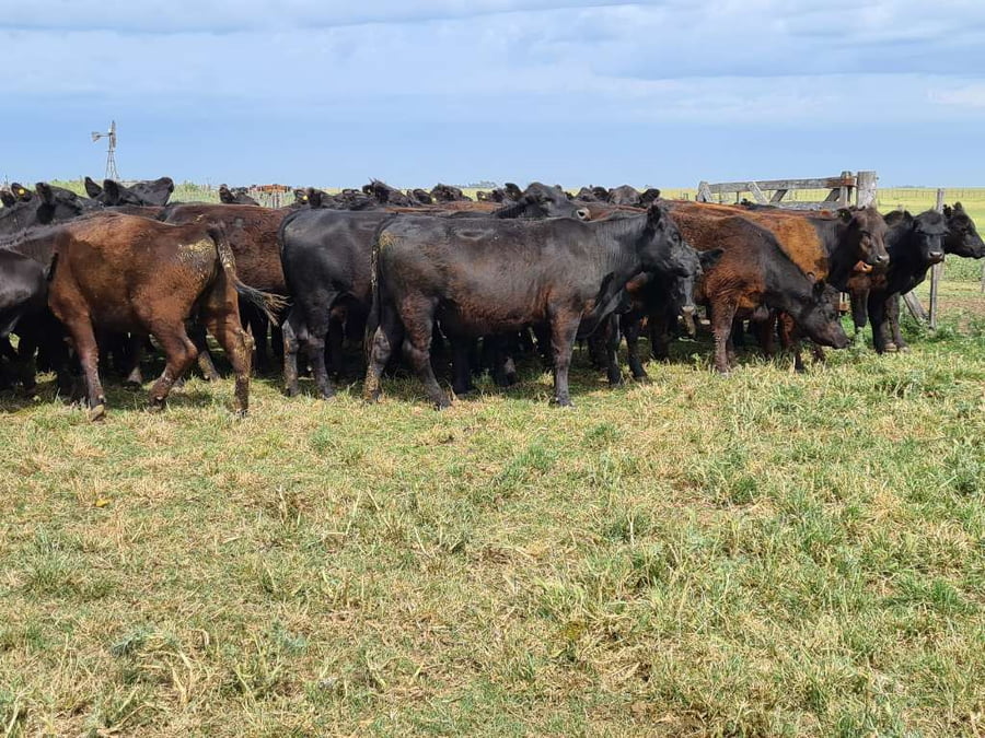 Lote 32 Vaquillonas preñadas en Gral. Lamadrid, Buenos Aires