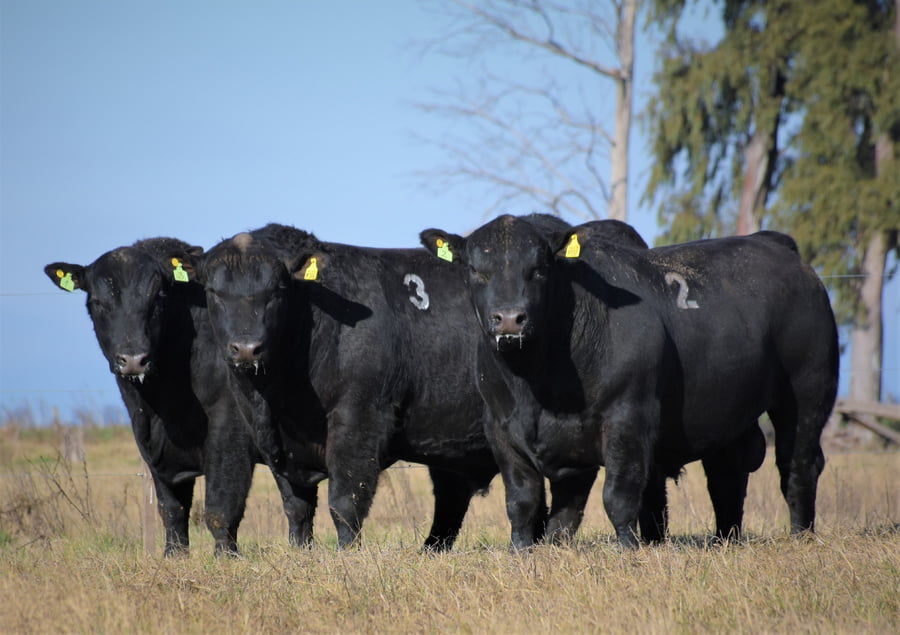 Lote "Cabaña ""Don Felix"" Toros Angus PC"
