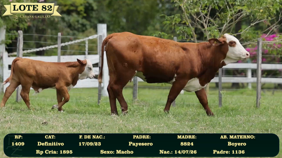 Lote LOTE 82