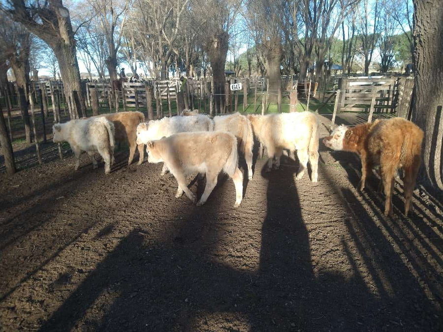 Lote 7 Terneros en Gral. Lamadrid, Buenos Aires