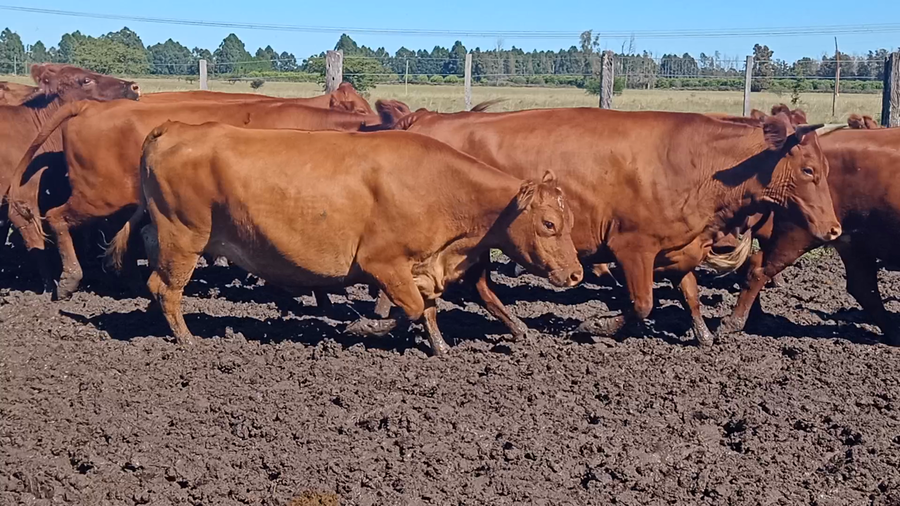 Lote 68 Vientres con Crías y Preñados en Corrientes, Mocoretá