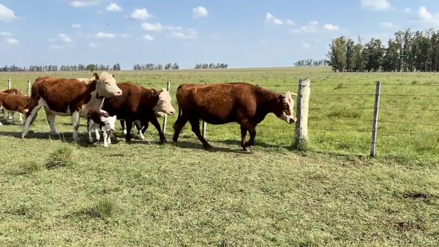 Lote PIEZAS DE CRÍA