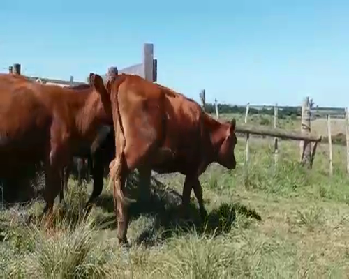 Lote (Vendido)50 Terneras HER-AA-CRUZA a remate en Entre Martillos 228kg -  en ECILDA PAULLIER