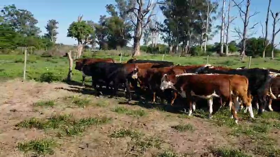 Lote 120 Terneros/as en Santa Rosa, Corrientes