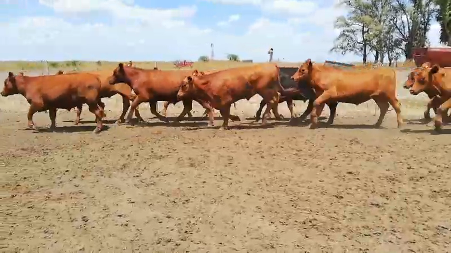 Lote 230 Novillitos en Entre Ríos, Villaguay