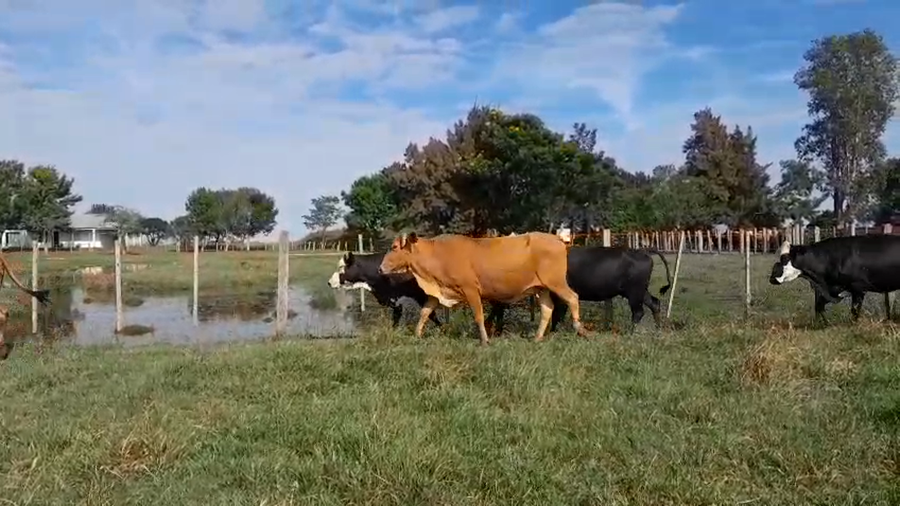 Lote 80 Vacas usadas preñadas