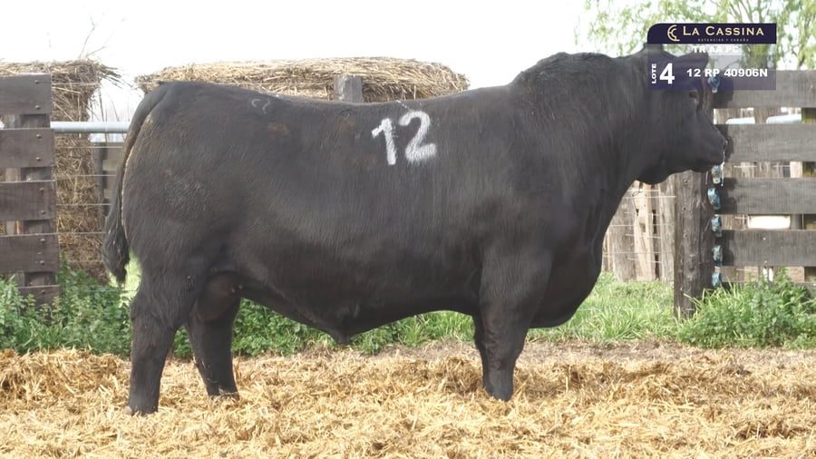 Lote TOROS ANGUS PURO CONTROLADO