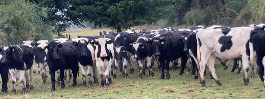 Lote 60 Novillo Engorda en Osorno, X Región Los Lagos