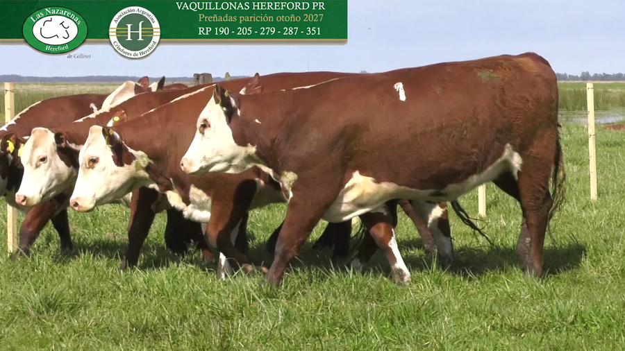 Lote Vaquillonas Preñadas P Hereford Puro Registrado