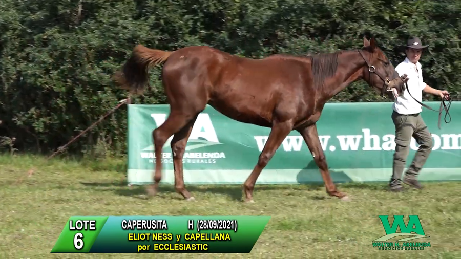 Lote Caperusita