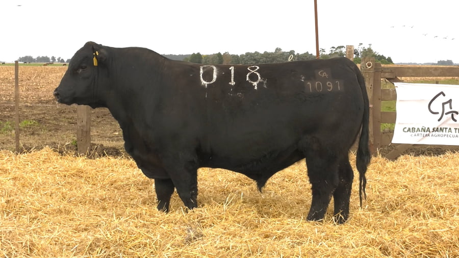 Lote Toros PC Negros